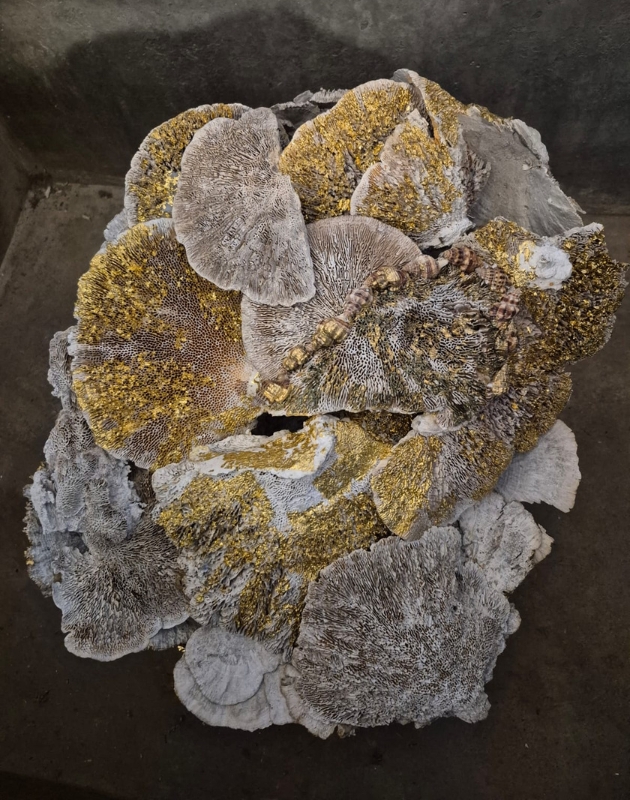 Les éveillées mycéliques